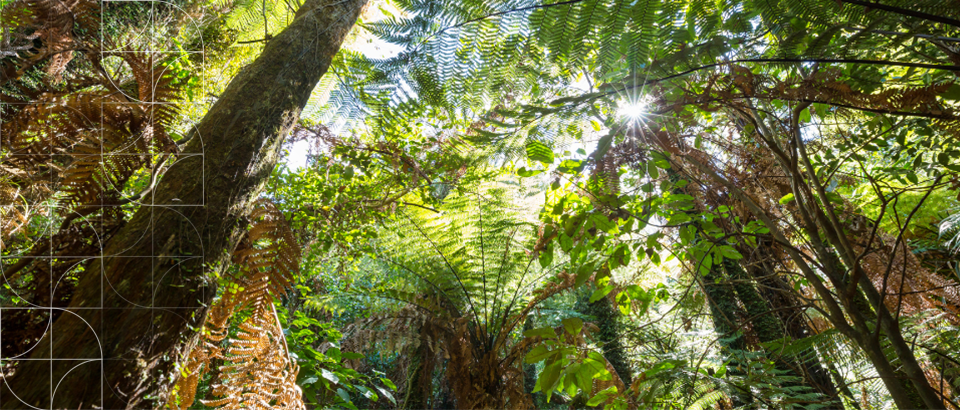 Maunga Authority out on a limb over tree removal