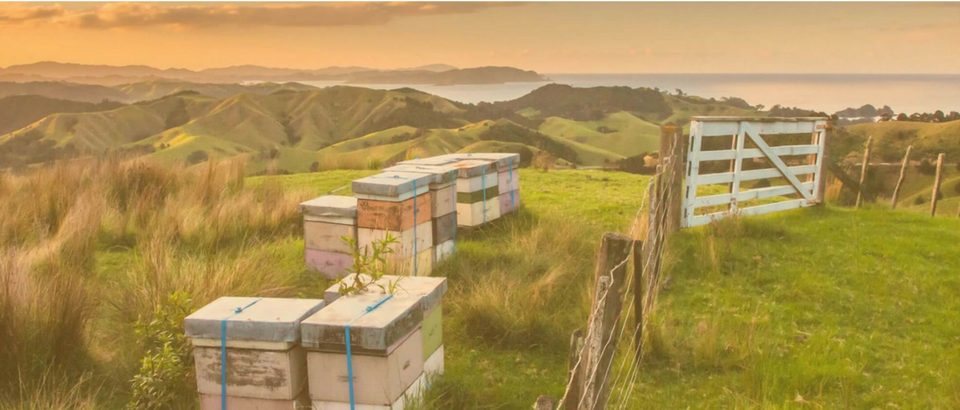 Tompkins Wake back MyApiary as winner