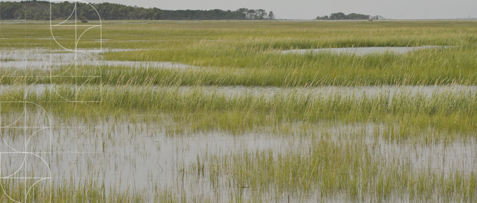 Sentencing for wetland disturbance